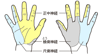 手の神経支配の図