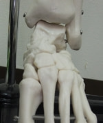 足部の関節模型